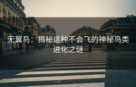 无翼鸟：揭秘这种不会飞的神秘鸟类进化之谜